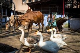 Cabinet nod to livestock disease control