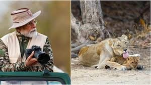 Cheetah reintroduction plan