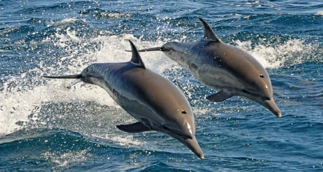 India’s river dolphin population